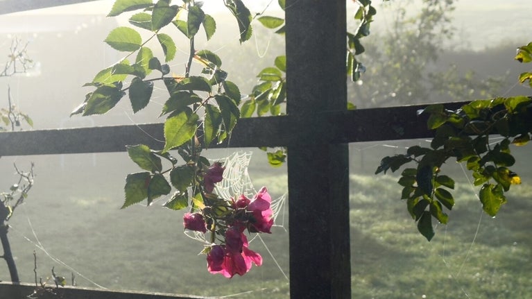 Image shows autumnal mist framing the last of the magenta flowering roses on the trellis at Hill Top as colder night draw in